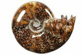 Polished, Agatized Ammonite (Cleoniceras) - Madagascar #110509-1